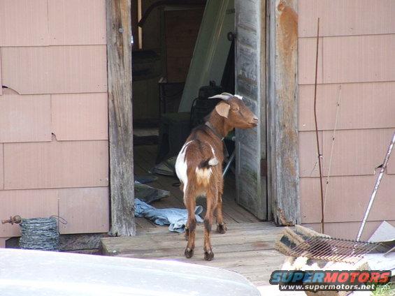 Goat standing on a wooden porch in front of an open doorway