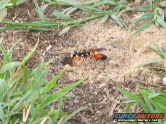 dig-pics-356.jpg 