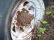1983 Ford Bronco - Close-up of a rusty wheel hub and tire, partially obscured by vegetation.