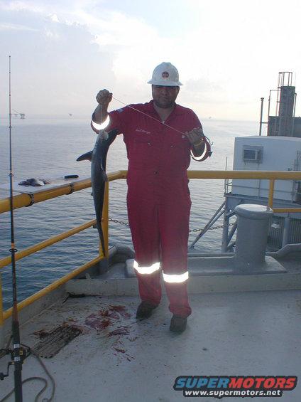 Man in red overalls and hard hat holds a small fish he caught on a platform overlooking the ocean
