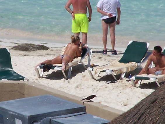 Beach scene with people relaxing on lounge chairs and a bird on a ledge