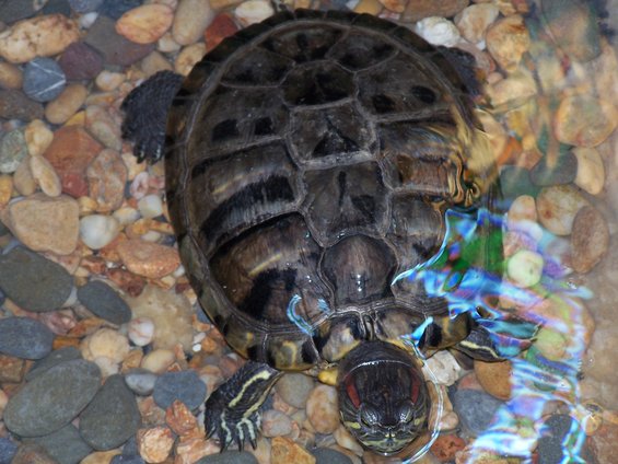 Turtle in shallow water with colorful pebbles