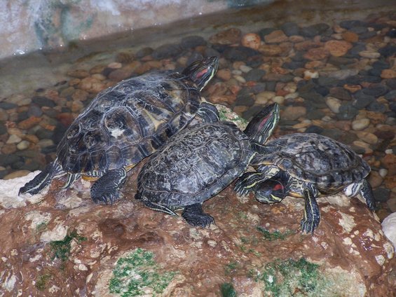 Three red-eared slider turtles resting on wet rocks in shallow water
