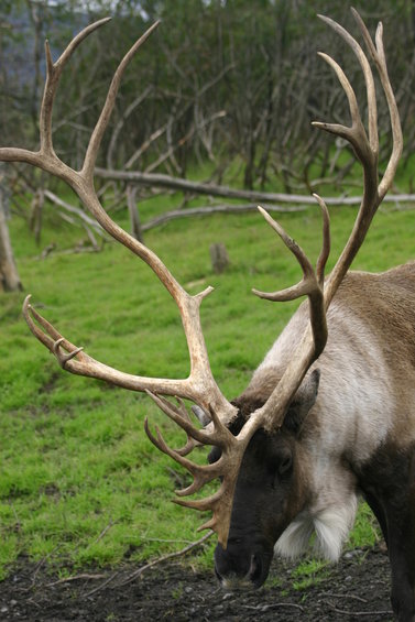 Reindeer with large antlers grazing in a grassy field