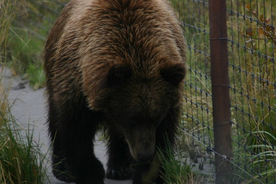 31aug050079.jpg Grizzly