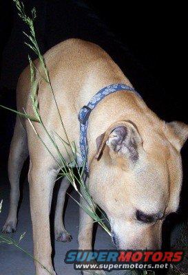 Tan dog with blue collar sniffing grass, Supermotors logo visible