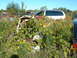 1978 Ford Mustang II - Junkyard scene with overgrown vegetation obscuring several vehicles, including a white minivan and parts of other cars.