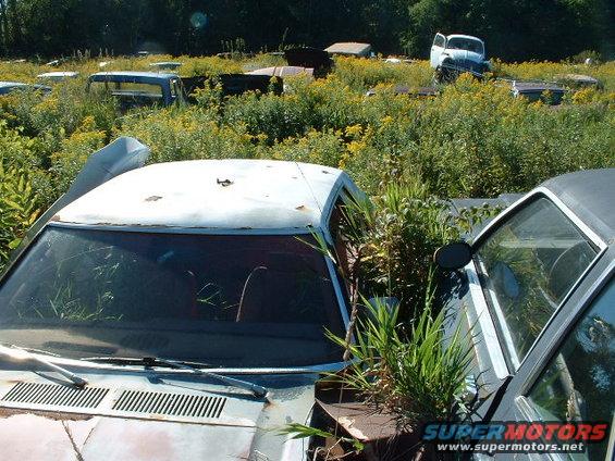Interior of a car with overgrown vegetation, seen from the front