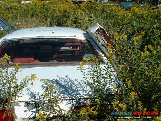Interior of a white car with red seats, overgrown with weeds. Dashboard visible