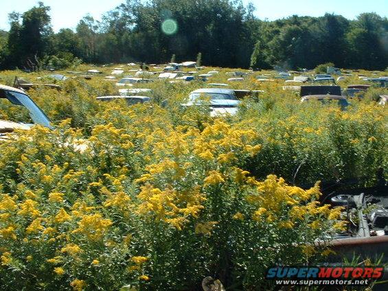 Junkyard scene with numerous overgrown vehicles and yellow wildflowers