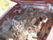 1978 Ford Mustang II - The engine bay of a neglected vehicle is filled with tangled wires and dry grass, showing significant rust.