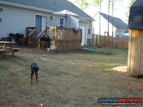 Dog in a backyard with a deck and shed