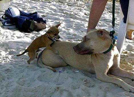 Tan pit bull lying on sand with a small brown chihuahua standing on its back
