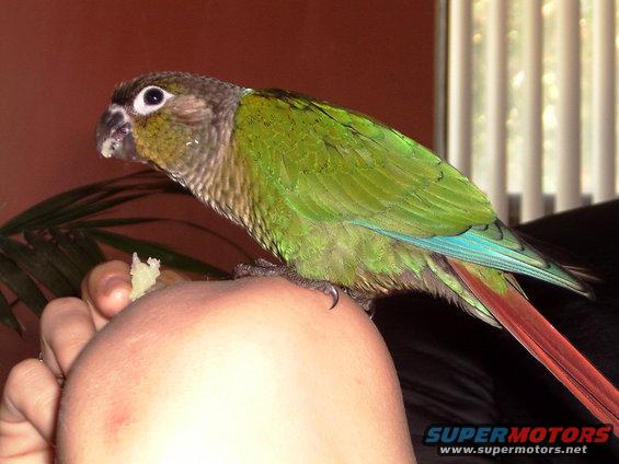 This is our new bird