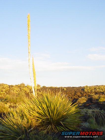 Desert scene with a tall plant stalk and spiky bushes under a blue sky