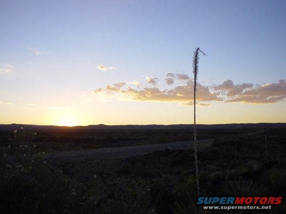 Desert landscape with a tall plant and sunset sky. Supermotors.net logo in corner