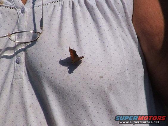 Butterfly on a white polka-dot shirt with glasses hanging