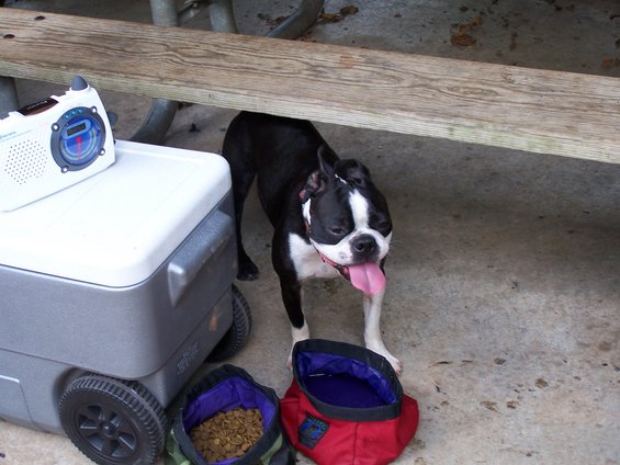 Boston terrier dog panting near food and water bowls under a picnic table
