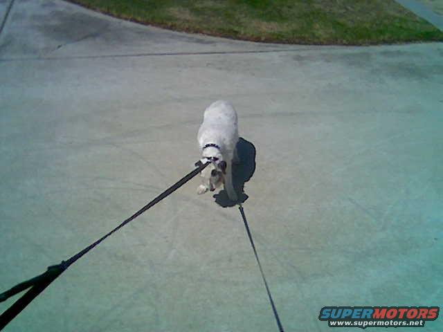 Dog on a leash on a paved surface with grass in the background. Supermotors.net logo visible