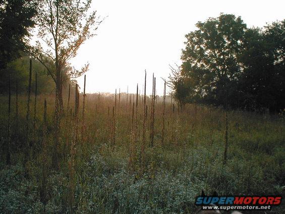 field with tall dry grass and trees at sunrise