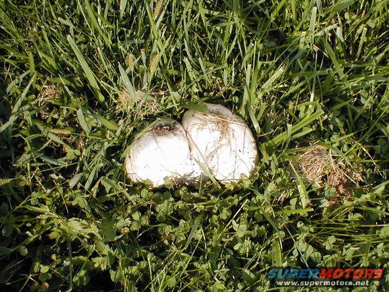 Two white puffball mushrooms growing in green grass