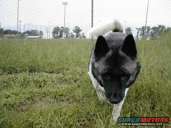 Akita dog walking in grassy field near chain-link fence and light poles