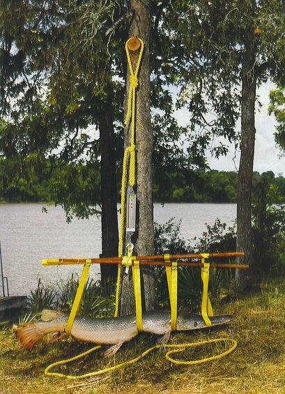 texas-gar.jpg Texas Gar