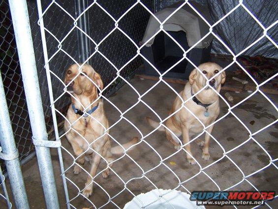 Two yellow lab dogs behind a chain-link fence, one with a blue collar, the other with a black collar
