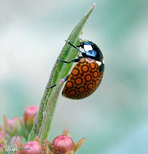lady-bug.jpg Lady Bug