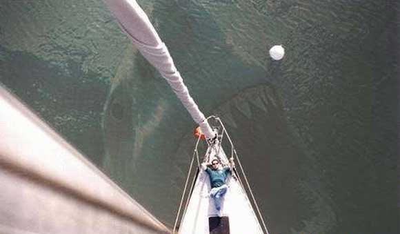 shark-water.jpg Shark Water