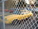 1978 Ford Mustang II - Yellow 1978 Ford Mustang II coupe seen through a chain-link fence. Other vehicles are parked nearby.