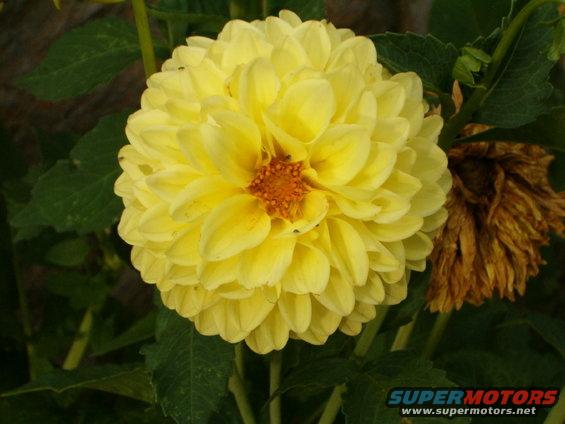 yellow big flower