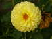 1985 Ford Bronco - yellow big flower