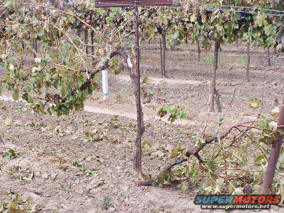 Grapevine with dry leaves and dirt rows, a white tube on a stake, and a metal post