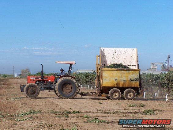 Tractor with a canopy pulling a large yellow trailer filled with debris. A person is driving the tractor