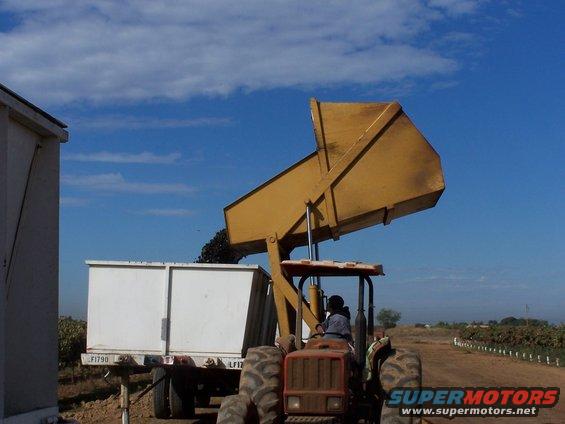 Tractor with a yellow loader is dumping grapes into a white trailer. A building is on the left