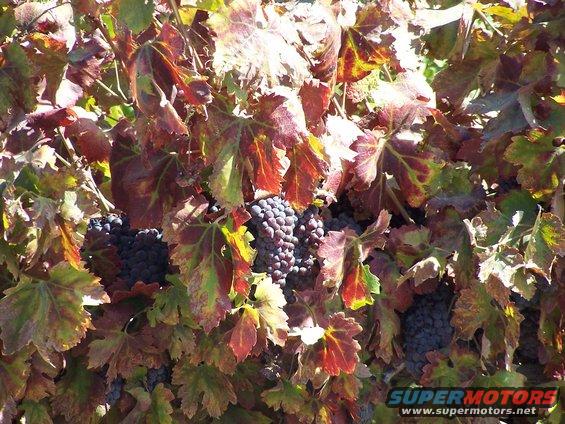 Grape vines with clusters of dark grapes and autumn-colored leaves