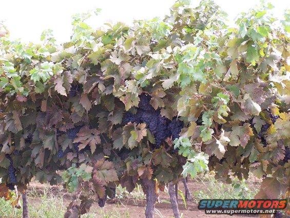 Grapevine with clusters of dark grapes and green and brown leaves. Watermark reads SUPERMOTORS.NET