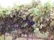 Pre-Harvest.JPG