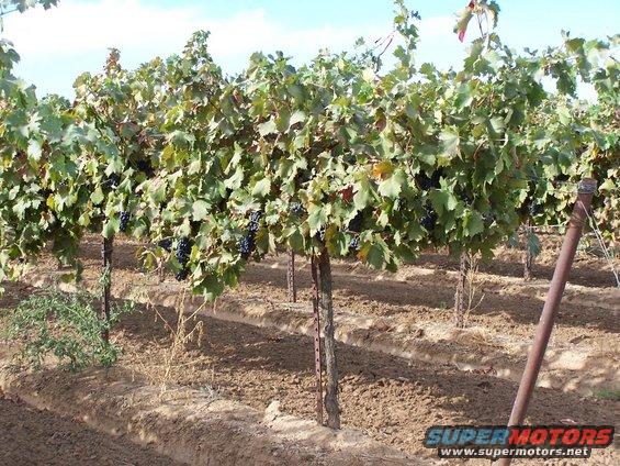 Rows of grapevines with dark grapes hanging from the branches under a blue sky. A metal post is visible on the right