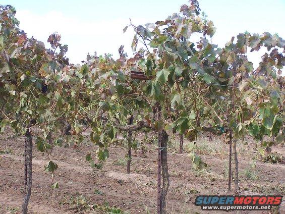 Grapevine field with dry leaves and dirt rows under a cloudy sky. Watermark reads SUPERMOTORS