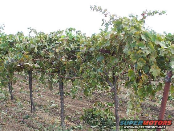 Vineyard with grapevines and posts