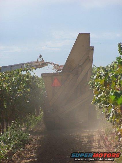 Grape harvester operating in a vineyard, kicking up dust