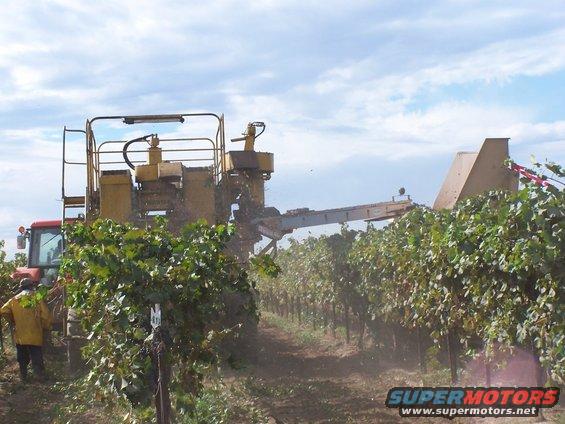 Tractor pulling a grape harvester through a vineyard row, with a worker in a yellow coat