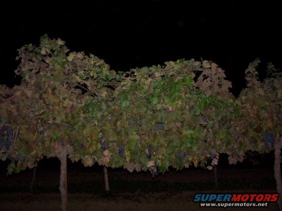 Grapevine at night with SUPERMOTORS.NET watermark