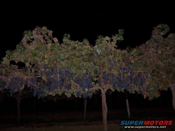 Grape vines laden with dark grapes hang from trellises at night