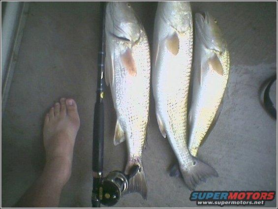 Three fish and a fishing rod lie on a gray surface next to a bare foot
