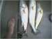 1981 Ford Bronco - A fishing rod and three fish are displayed on a gray surface next to a bare foot.