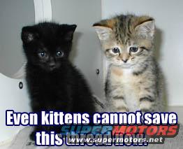 kittenscantsave.jpg 