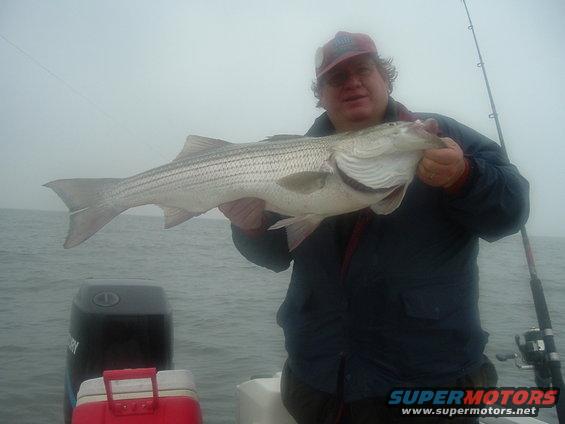 striper1.jpg 39" striper my neighbor cought